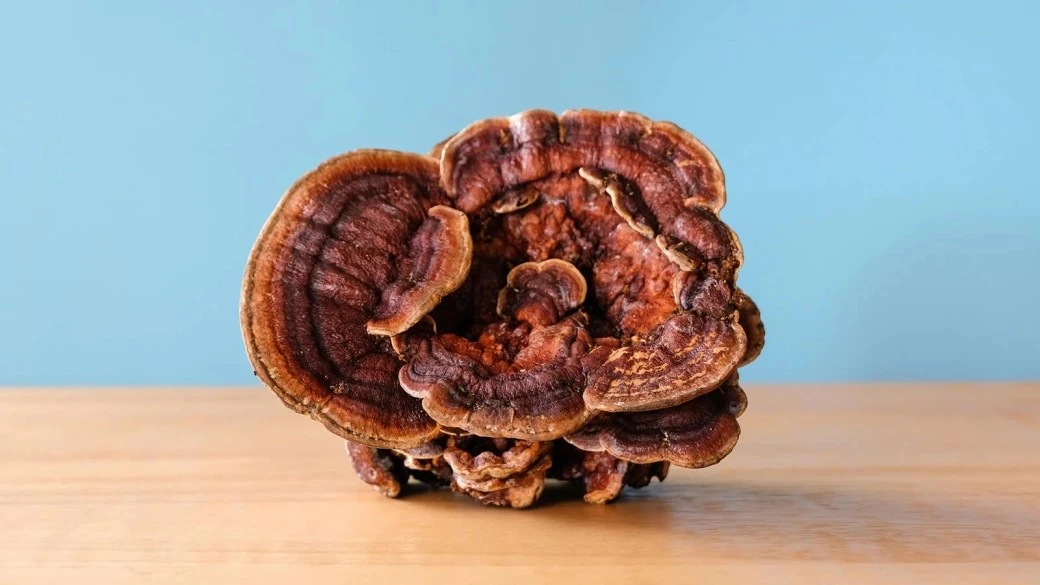 reishi mushroom powder reishi mushroom powder