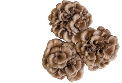 Maitake Extract کے فوائد کیا ہیں؟